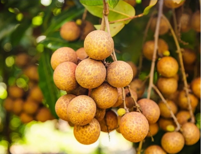 全球首个龙眼荔枝杂交果“脆蜜”。