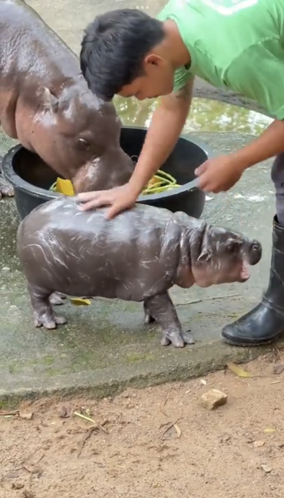 頑皮「彈跳豬」拒絕洗澡，與飼養員較勁。  Khao Kheow Open Zoo