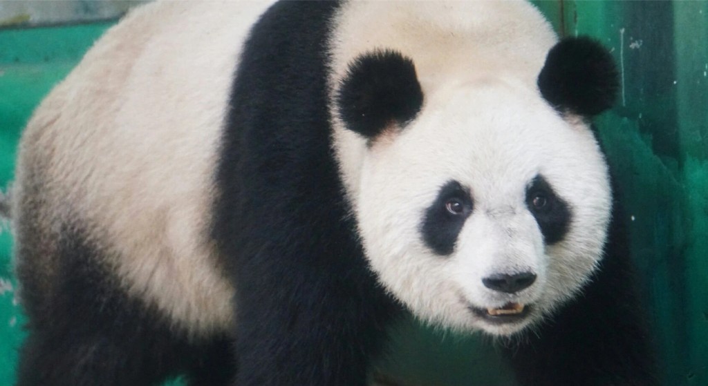 大熊猫「半半」２月９日因病救治无效离世。