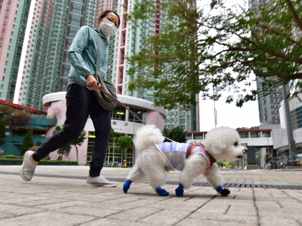 有市民表示支持，認為措施可為狗隻提供更多外出選擇。資料圖片