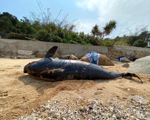 香港海洋公園保育基金提供圖片