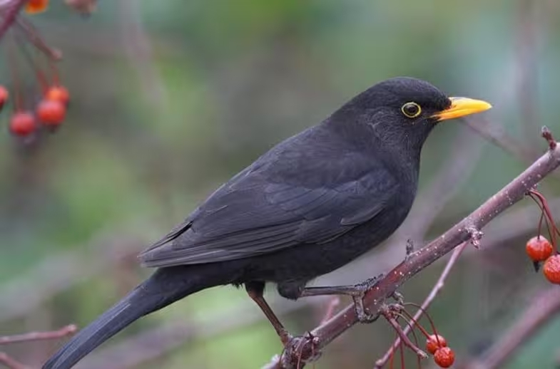 专家指乌鸫「报复心」极强。