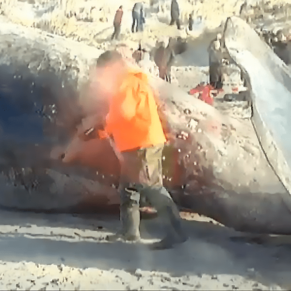 幸好這次「鯨爆」規模較細，工作人員在剖鯨屍時，突然有爆炸情況。
