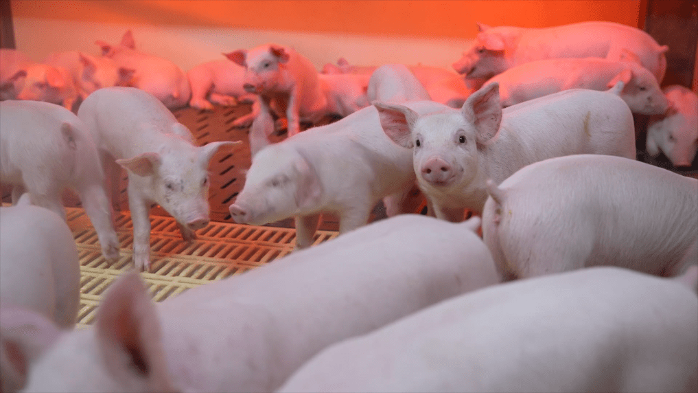 内地生猪供应失衡，猪肉大跌价。新华社