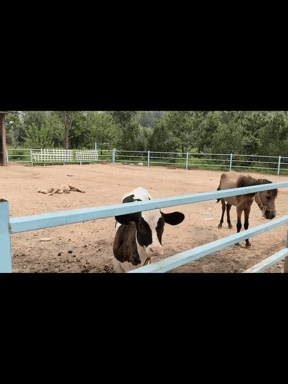 網傳該動物園的乳牛及馬瘦得「皮包骨」。