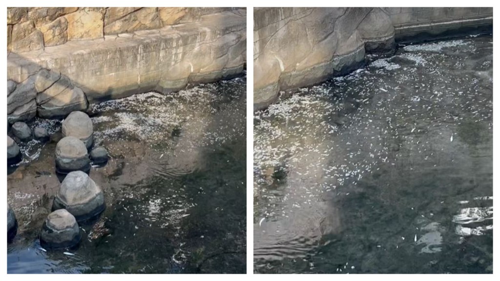啟德河近日驚現大量死魚。fb黃大仙區友(黃大仙,新蒲崗,鑽石山,慈雲山......)影片截圖