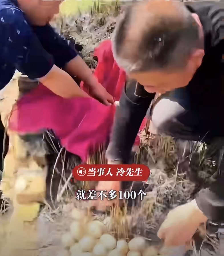 江西九江冷先生一家祭祖，在坟旁发现近百枚鸭蛋。