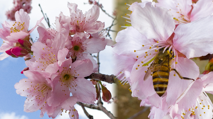 近年香港多處地方都種植了櫻花樹，雖然種植時日不多，櫻花樹體積未算龐大，但每逢初春櫻花盛開時，都吸引大批市民前往賞花打卡。