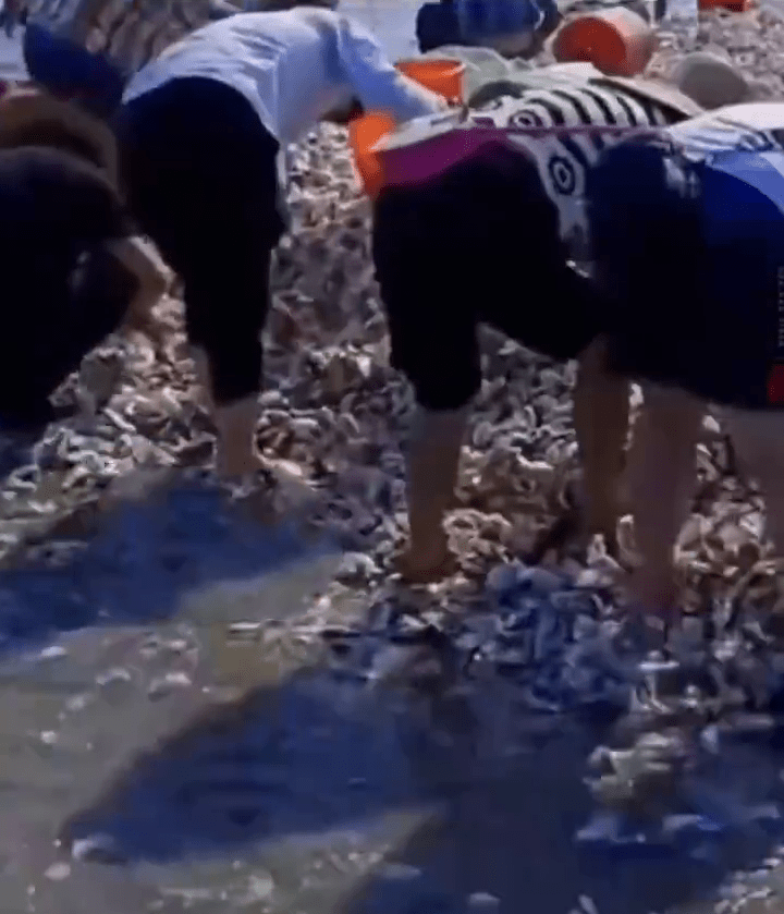 深圳一海滩偏地生蚝，当地市民争相抢夺。