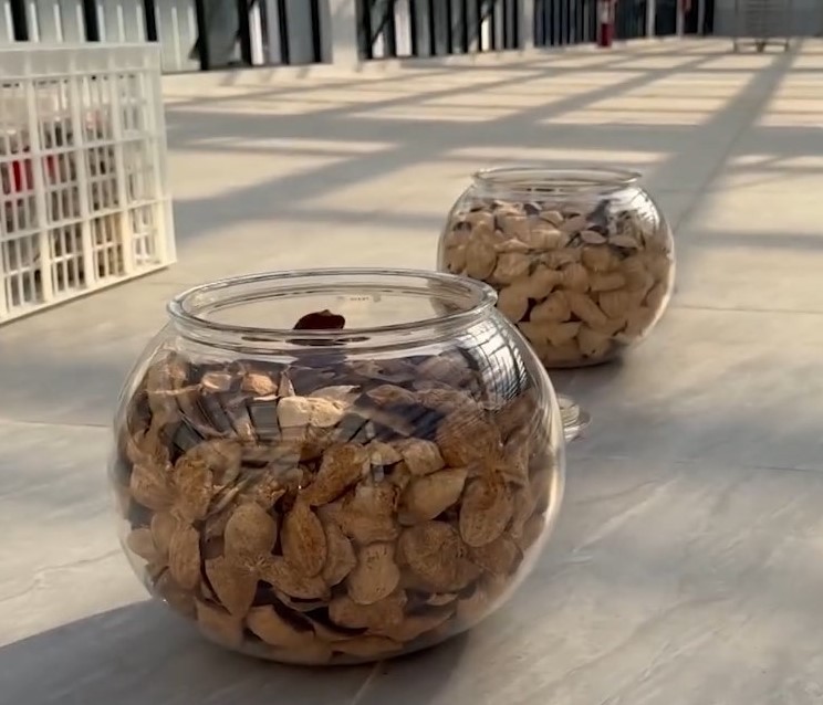 新會陳皮遠近馳名。央視截圖 新會陳皮遠近馳名。央視截圖