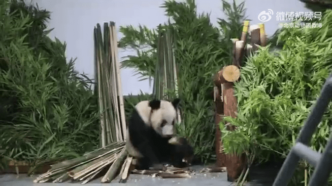 大熊貓「丫丫」回到北京動物園，被竹子圍着。北京動物園
