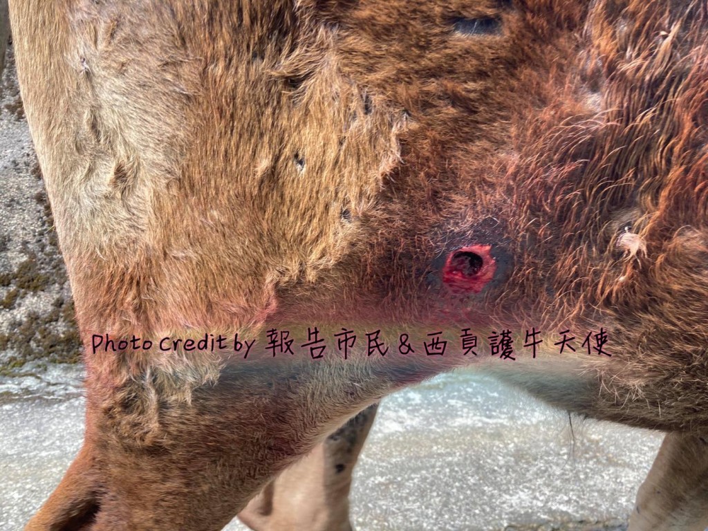 組織指牛隻常見感染痘病毒傳染病。「西貢護牛天使」facebook圖片