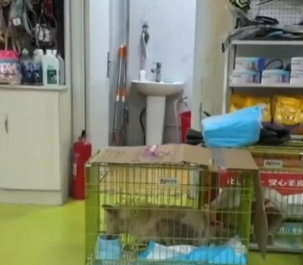 山東小狗跌落廢井3年,終成功獲救。抖音 山東小狗跌落廢井3年,終成功獲救。抖音