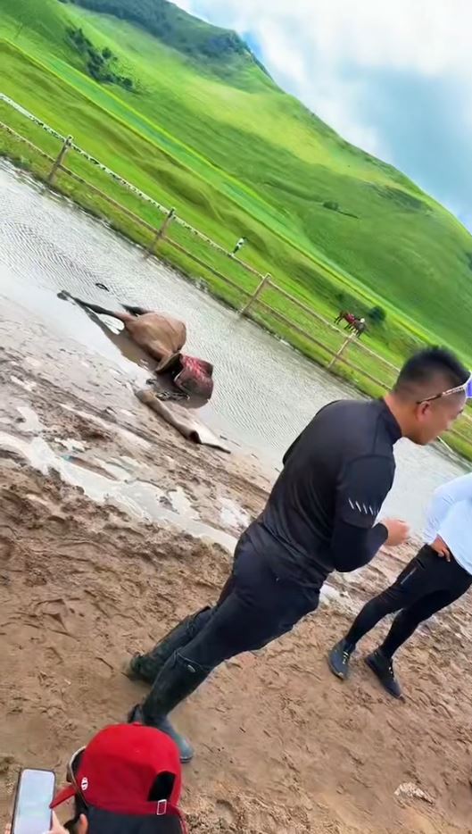 小馬「貂蟬」失控狂奔，與另一匹馬相撞後死亡。抖音