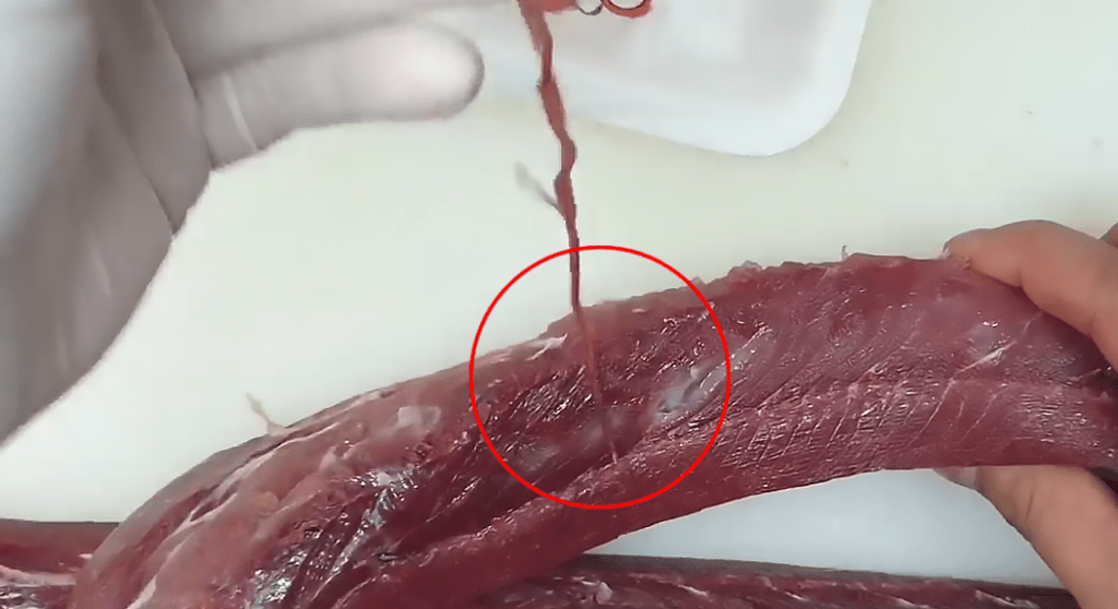 網上有流傳影片，有人在油甘魚中便一連抽出多條長度10至30CM的「紅綫蟲」。