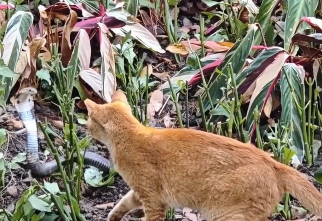 橘猫和眼镜蛇对峙（广东广播电视台）