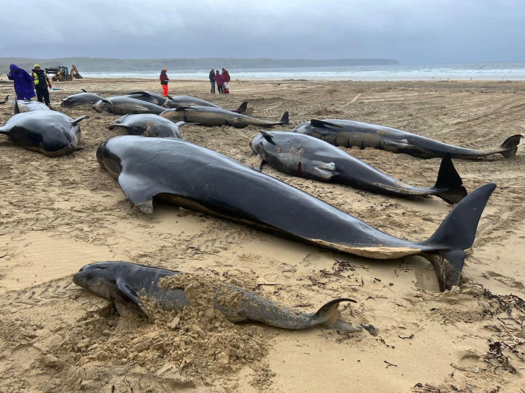 西澳海灘近百條鯨魚擱淺逾半已死亡。路透社