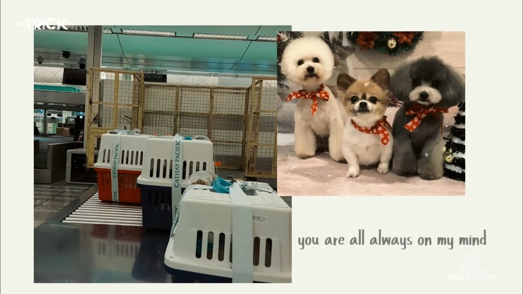 鄧健泓與石詠莉當年帶愛犬到加拿大。