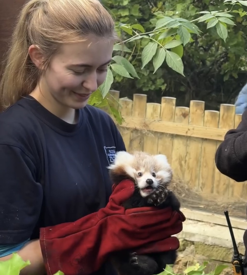 爱丁堡动物园10月初才发文庆祝Roxie出生。 Edinburgh Zoo