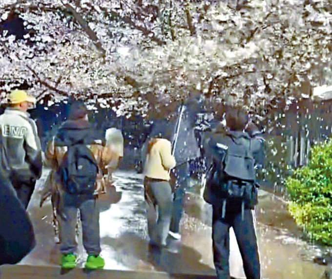 網紅為拍「櫻花雨」，狂搖百年樹。網圖
