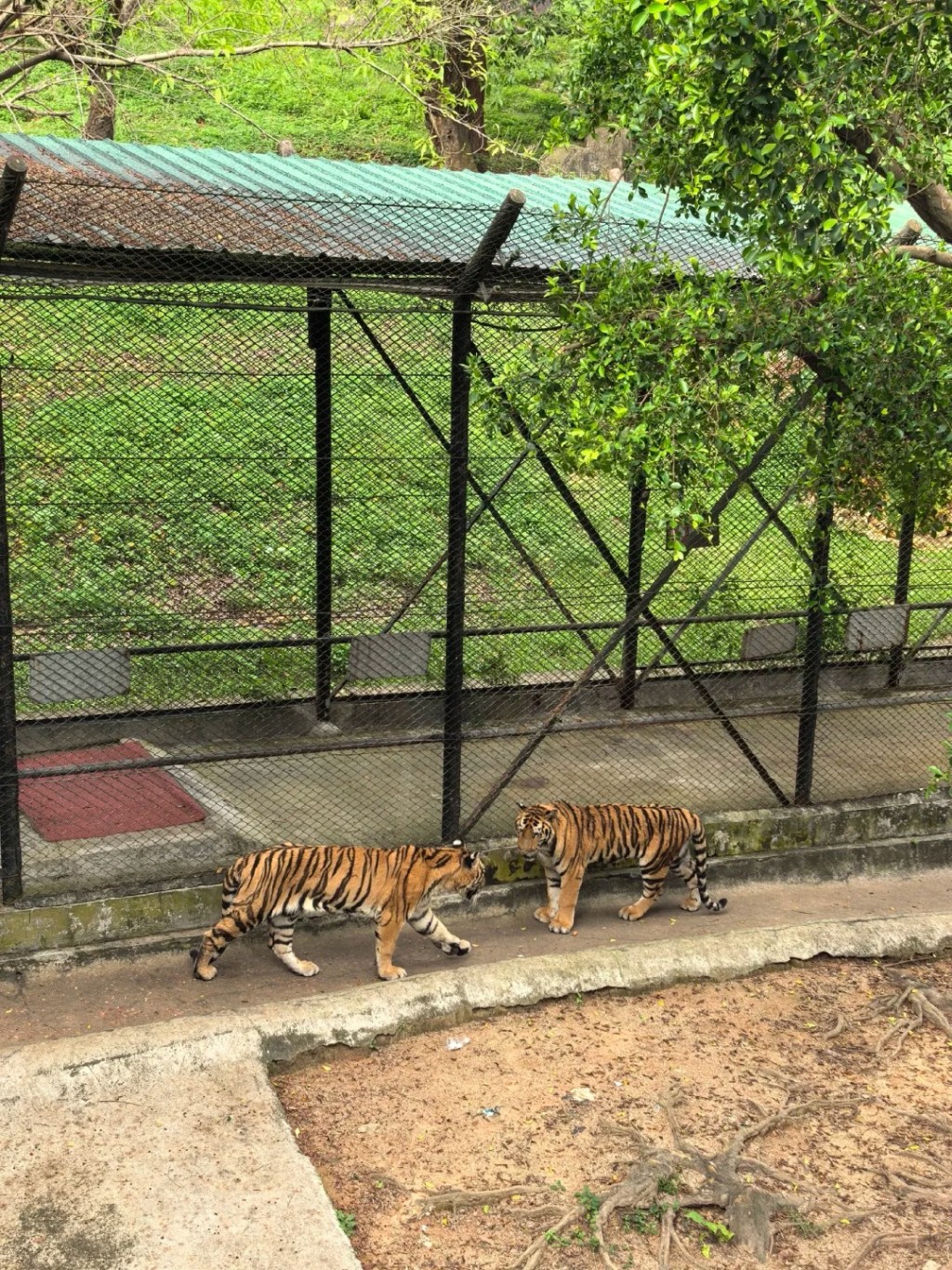 新皇崗口岸地鐵沿線食買玩攻略｜深圳野生動物園