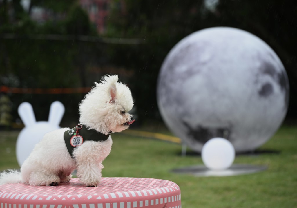 香港近年經常討論「寵物自由行」，帶寵物進入大灣區。資料圖片