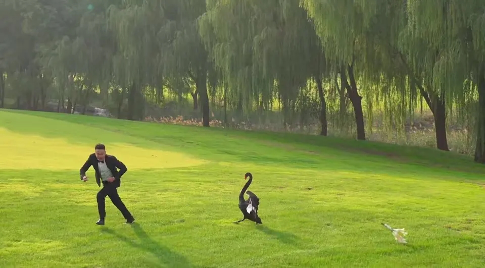 山東新人拍婚紗照,黑天鵝突入「搶新娘」,新郎掟花束對抗。 山東新人拍婚紗照,黑天鵝突入「搶新娘」,新郎掟花束對抗。