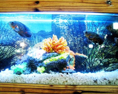 打工仔亂餵食整死風水魚,靠急才秒令老闆息怒。網圖