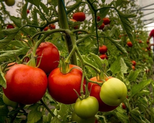 法国出现首宗番茄褐色皱纹病毒。网上图片