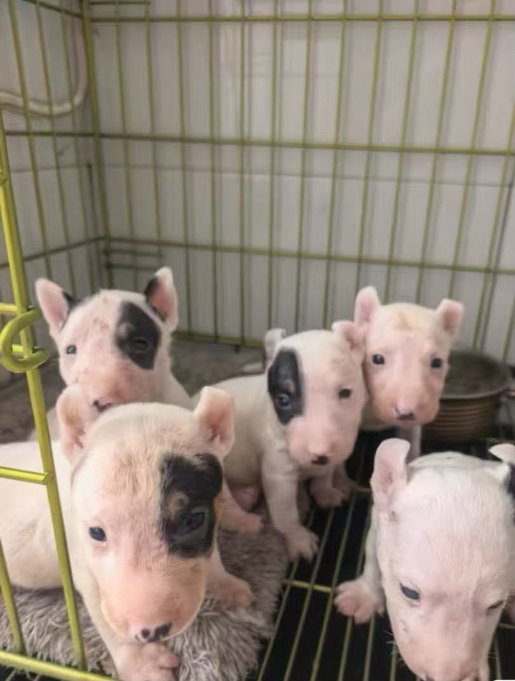 賣家向記者介紹的牛頭㹴,屬深圳禁養的烈性犬之一。 賣家向記者介紹的牛頭㹴,屬深圳禁養的烈性犬之一。