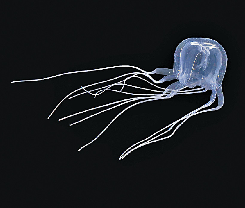 ■新水母命名為「米埔三槳水母」，是中國水域首次發現有的箱形水母新物種。
