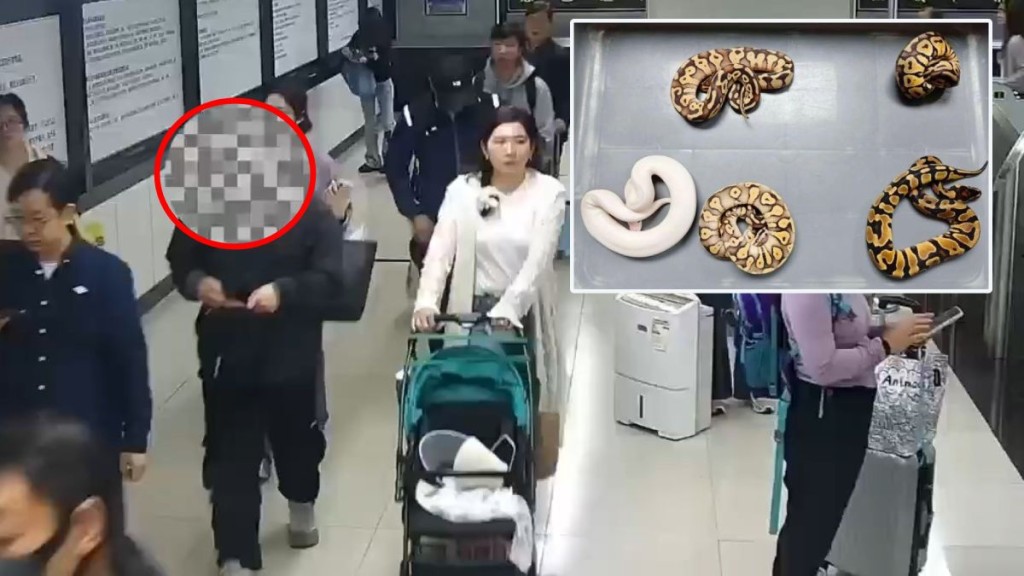 男子（红圈）北上过关时，被揭身上有5条活体球蟒。海关发布