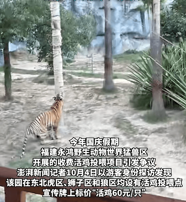 福建动物园活鸡喂猛兽被指血腥，网民斥如同“娱乐玩具”。《澎湃新闻》
