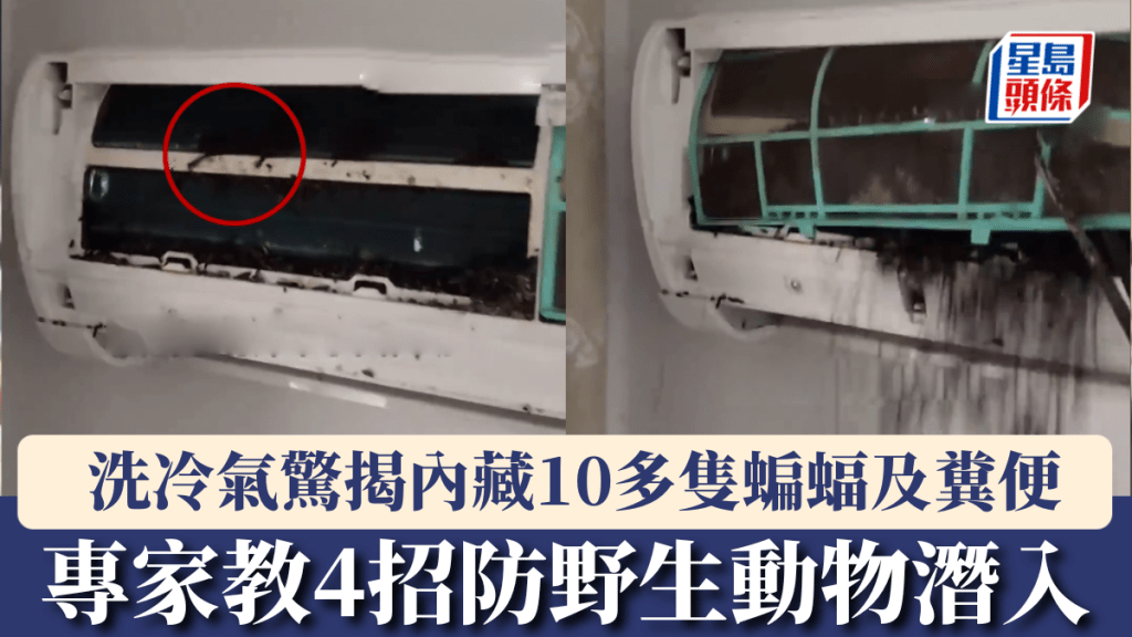 浙江男洗冷氣驚揭內藏十多隻蝙蝠及大量糞便。