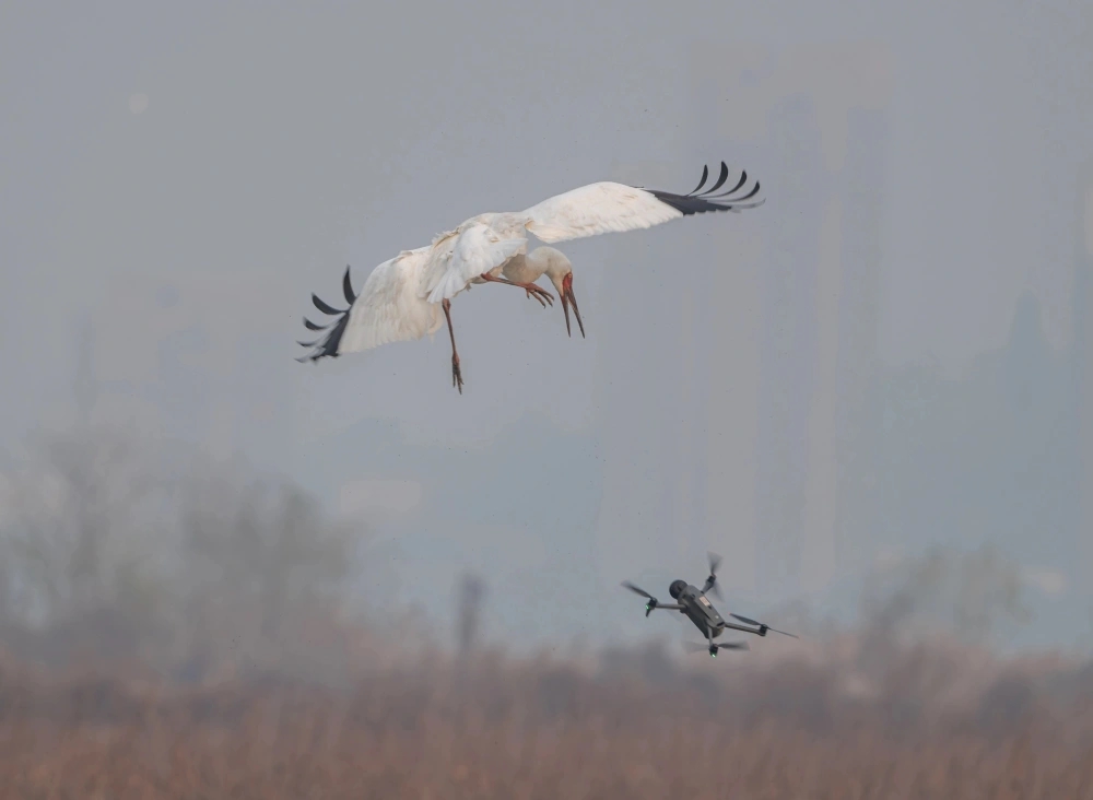 白鶴杭州南湖過冬被滋擾,鶴爸護幼大戰無人機。 白鶴杭州南湖過冬被滋擾,鶴爸護幼大戰無人機。