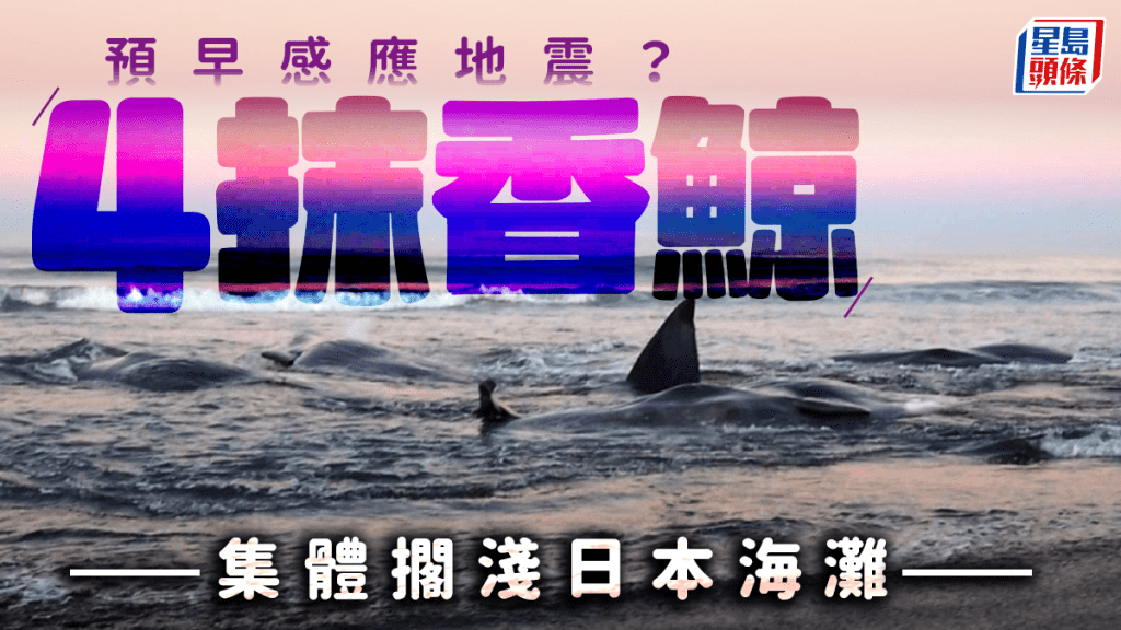 俄羅斯8.8級地震︱抹香鯨一天前集體擱淺日本海灘 疑早感應強震?