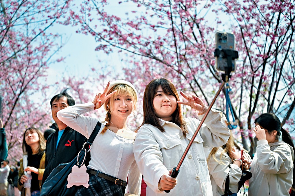 現場人潮不斷，粉紅色櫻花樹下站滿大批打卡的市民及旅客。
