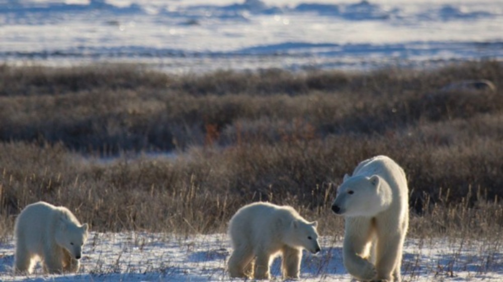 西哈得遜灣的北極熊族群數量持續快速減少。