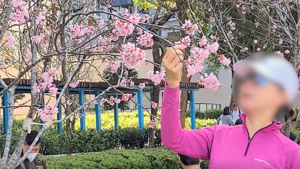 來到訪問當日的石門櫻花園仍然有類似情況發生，有女士欲把櫻花放近臉龐自拍，竟出手拉下櫻花樹枝。