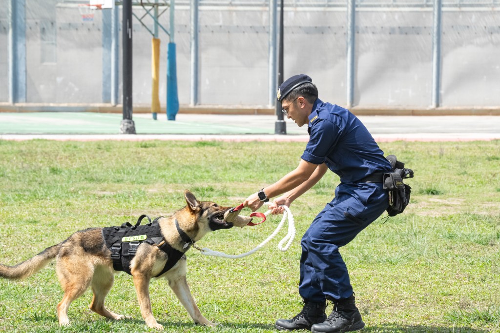 犬隻須接受為期12個星期的嚴格訓練,並經過甄選和評核,合格後方可安排執行工作。懲教署提供 犬隻須接受為期12個星期的嚴格訓練,並經過甄選和評核,合格後方可安排執行工作。懲教署提供