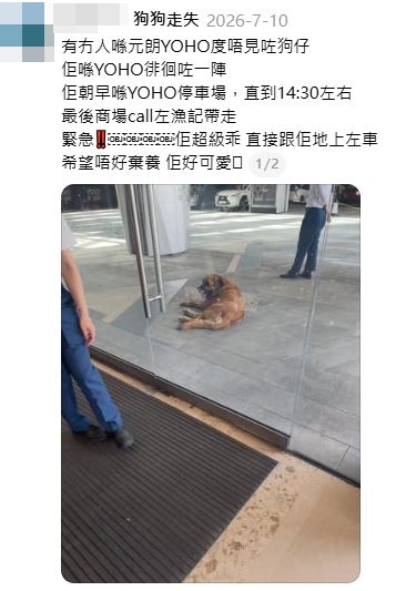 上月一隻大狗獨伏在元朗YOHO商場門外，被漁護署捉走，相信與咬死狗事件屬同一隻。Threads截圖