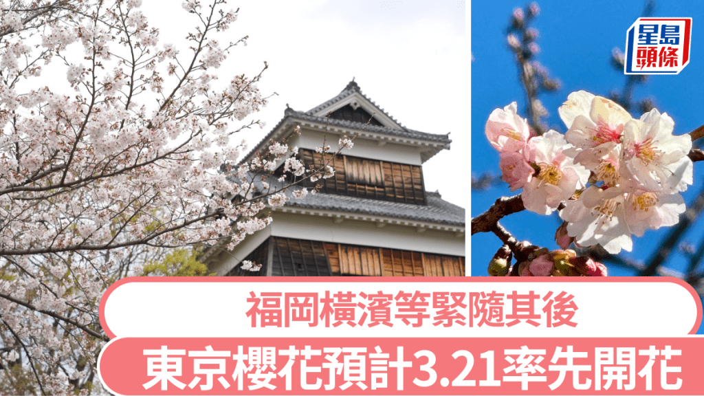 東京櫻花預計3.21搶閘開花，3.28盛放。