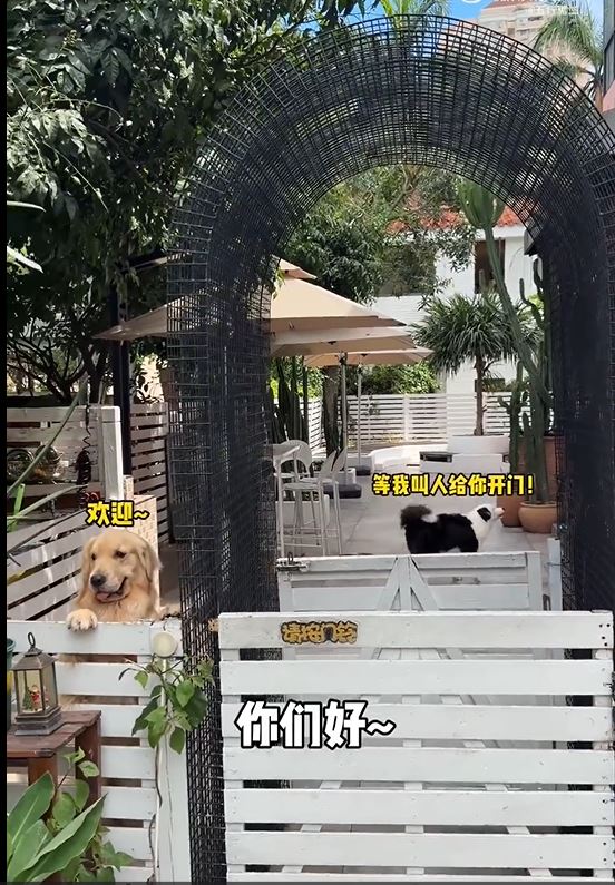 寵物酒店有大量的貓狗。