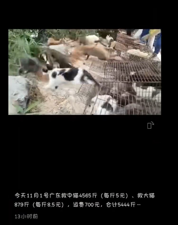 網上流出疑似當日放生貓的影片。小紅書＠愛鑫龍鳳呈祥