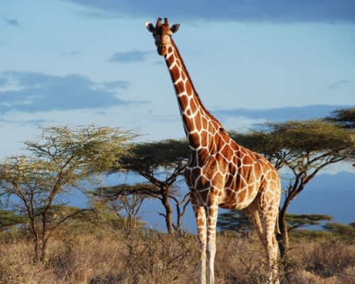 长颈鹿数量骤降正面临无声灭绝危机。网图