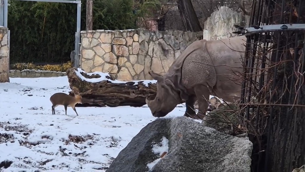 雄性山羌主動挑機印度母犀牛的影片在網上熱傳。IG@zoowroclaw