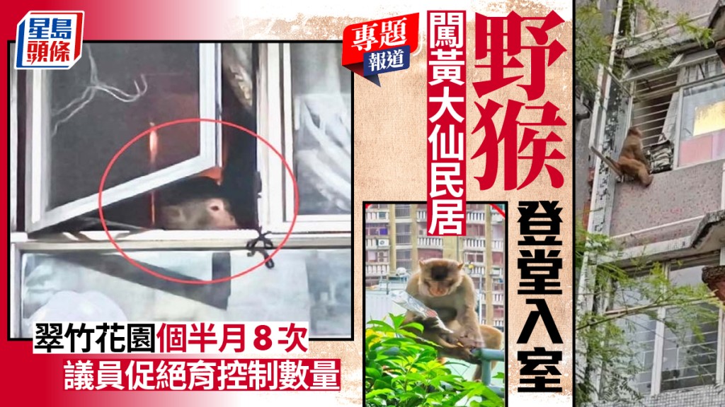 野猴登堂入室 闖黃大仙民居 翠竹花園個半月8次 議員促絕育控制數量︱新聞追擊