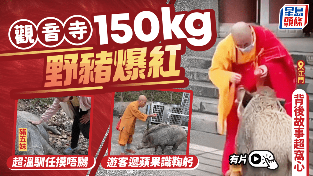 豬八戒後人？江門觀音寺150KG野豬爆紅  遊客遞蘋果即鞠躬｜有片