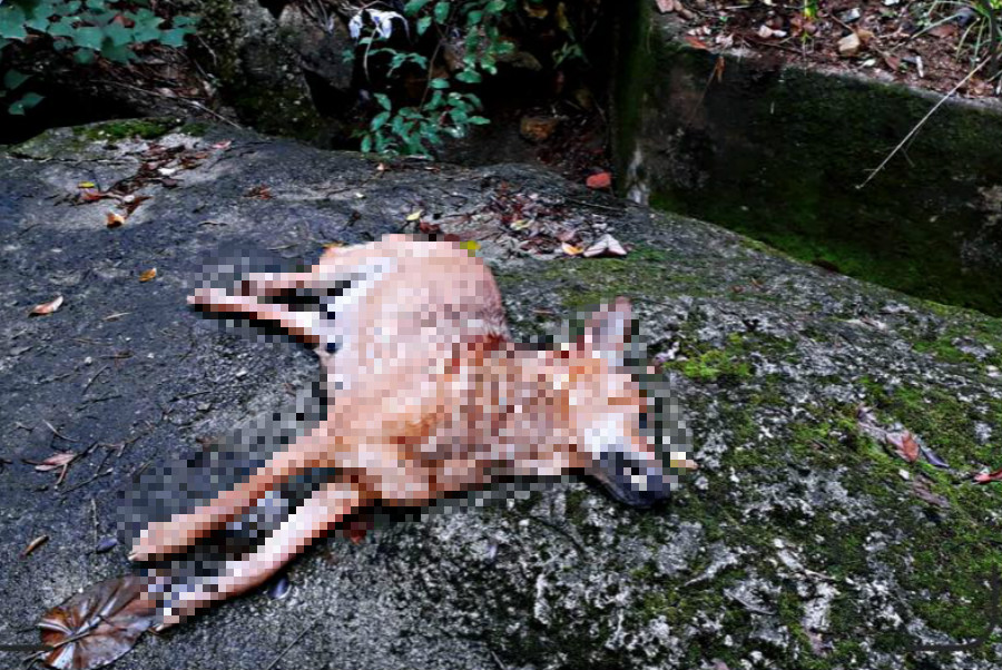 流浪狗懷疑被人打死。拯救遺棄寵物中心圖片