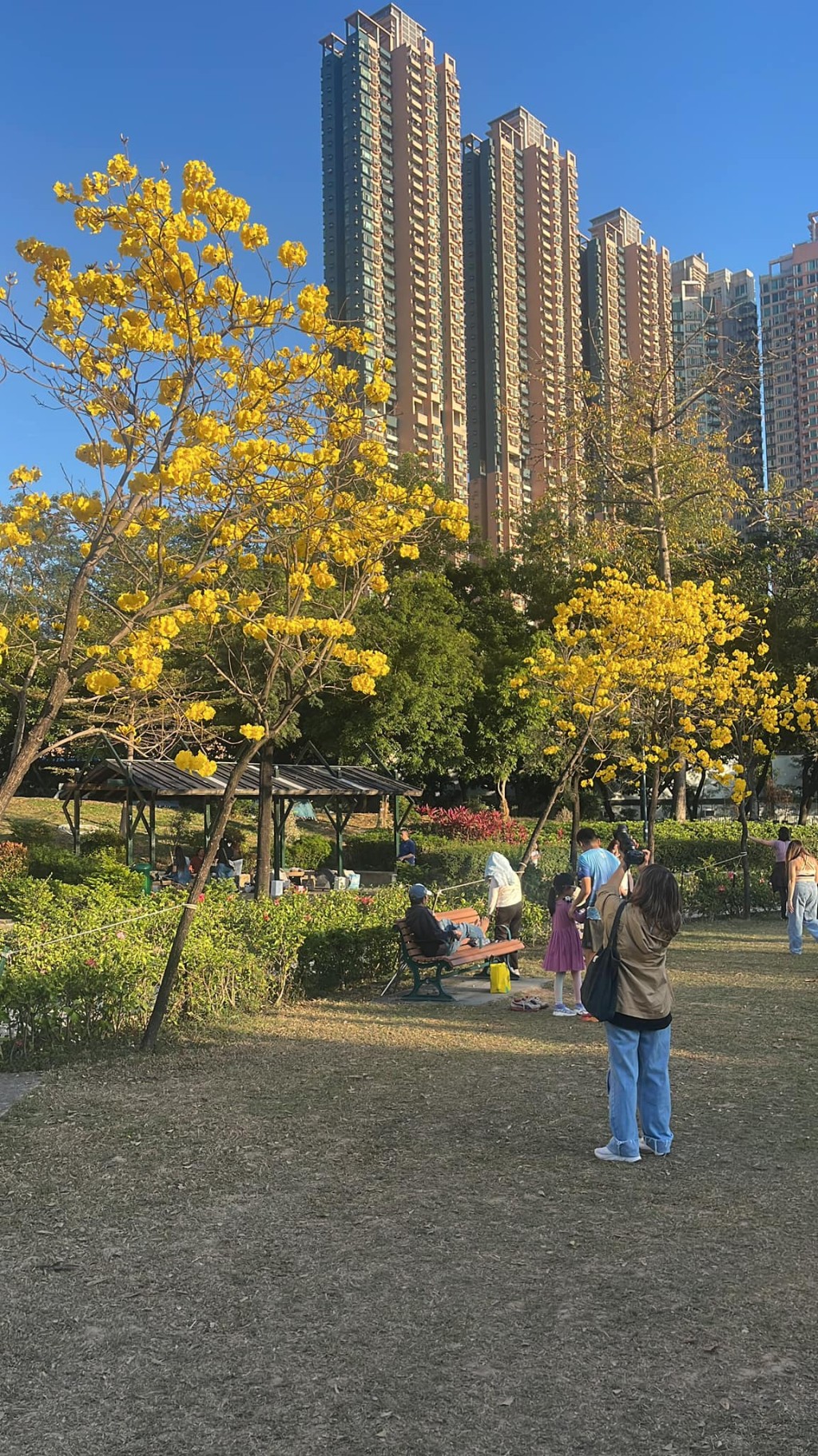 公園地利位置便利,在市 中心亦可盡情賞花打卡。(圖片來源:、Tony Chan) 公園地利位置便利,在市 中心亦可盡情賞花打卡。(圖片來源:、Tony Chan)